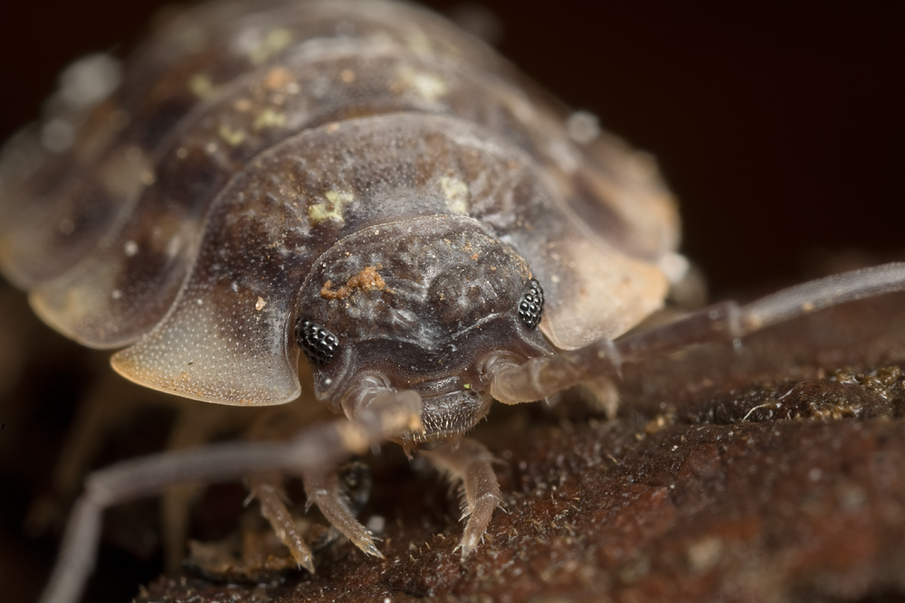 Woodlouse 1